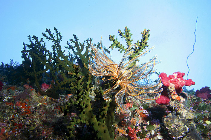 Coral on a reef wall.