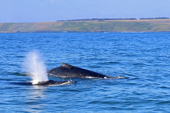 Humpback Whales