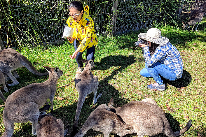 Hand-feeding kangaroos