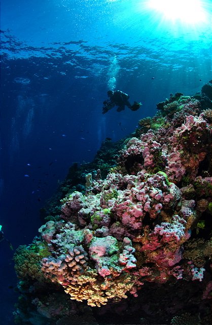Coral Sea walls