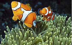 Clown fish