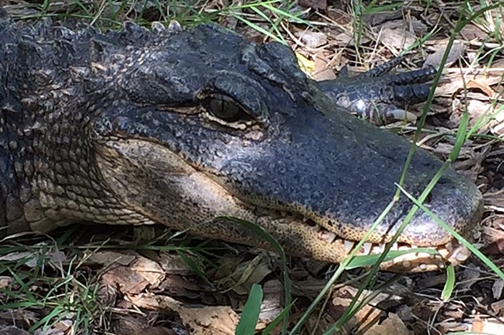 American Alligator