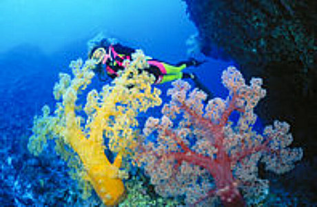 Coral Sea Diving