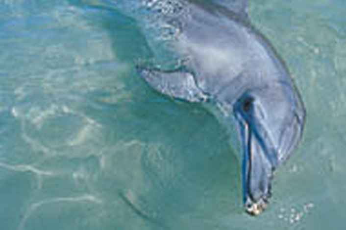 Dolphin