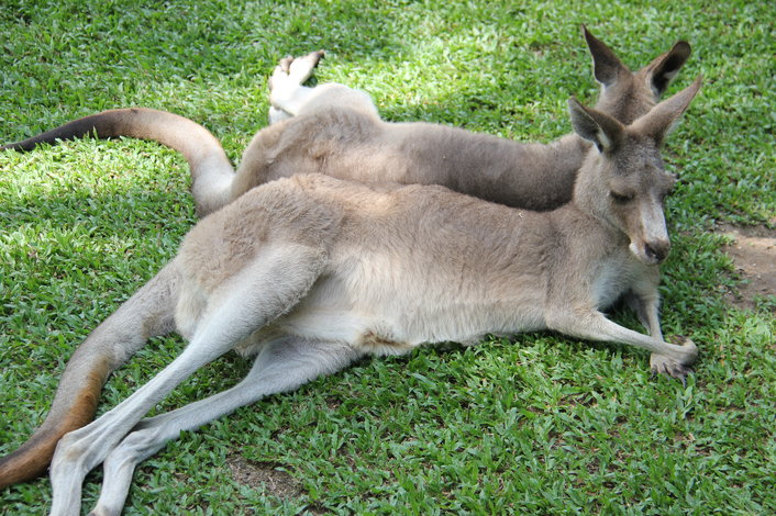 2 Kangaroos