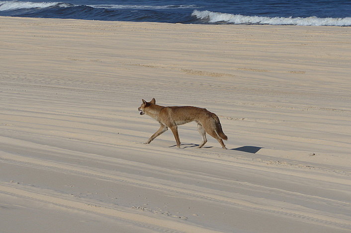 Fraser Dingo