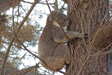 Koala