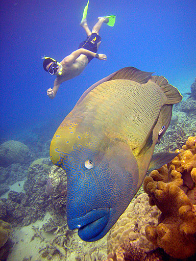 Wally - Hump Headed Maori Wrasse