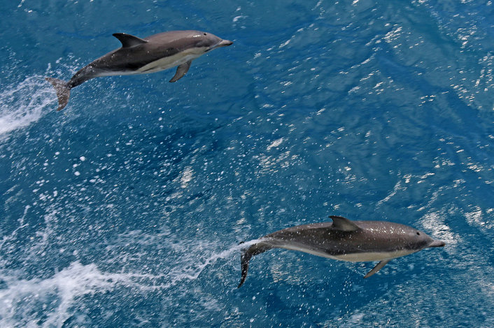 Dolphins