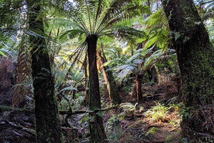 Otway Rainforest