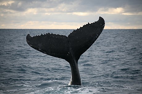 Whale Tail