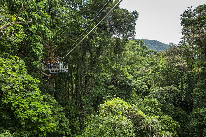 High up in the canopy