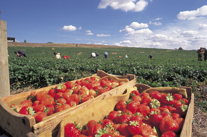 Oooohh Fresh Strawberries at Beerenberg strawberry farm