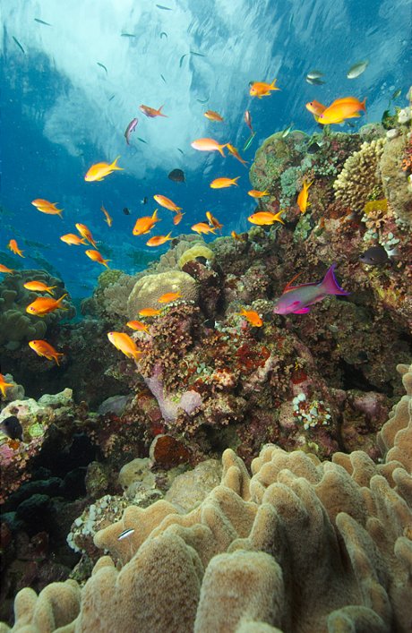 Coral Gardens Ribbon Reefs