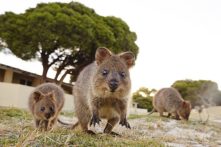 Quokkas on Rottnest Island