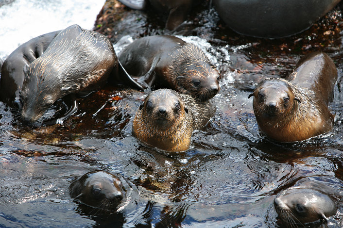 Seal Watching Phillip Island