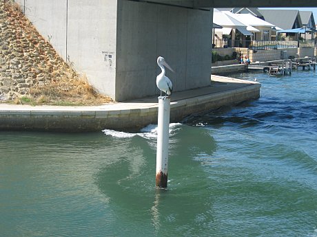 Pelican