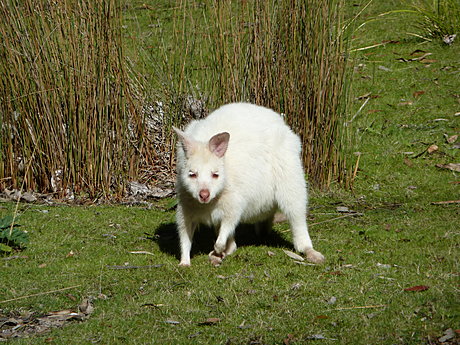 White wallaby