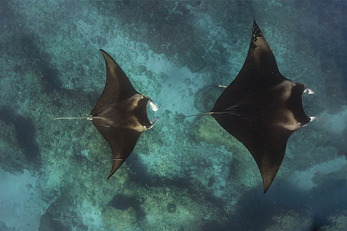 Swimming with Manta Rays, Ningaloo Reef