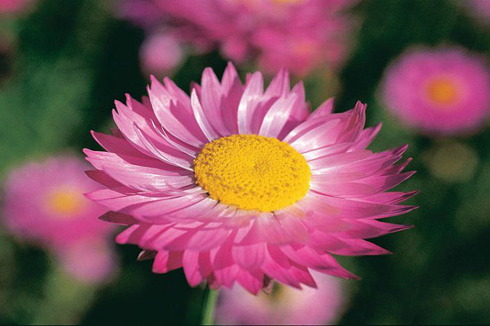 See Pink Everlastings