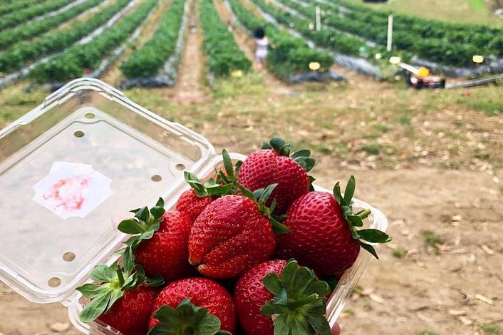Optional Strawberry picking (summer months only)