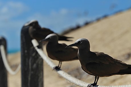 Bird watching, a protected bird sanctuary