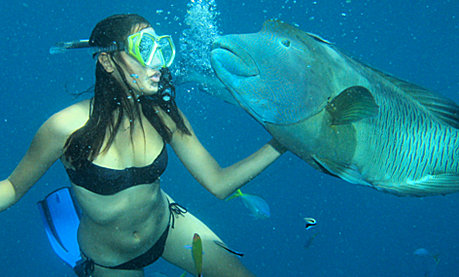 Snorkel with Marvin the Maori Wrasse