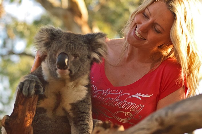 Cuddly koalas at Moonlit Sanctuary 