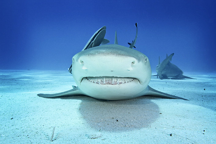 Reef Shark CLeaning Station