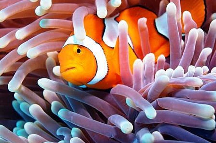 Find Nemo