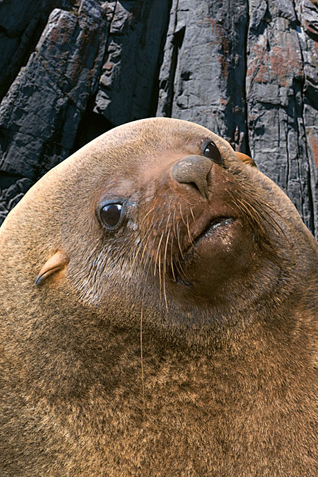 Tasman Island Cruises - Seal