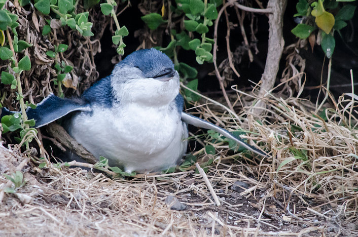 Penguins on Phillip Island