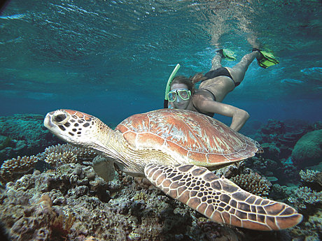 Swimming with Turtle