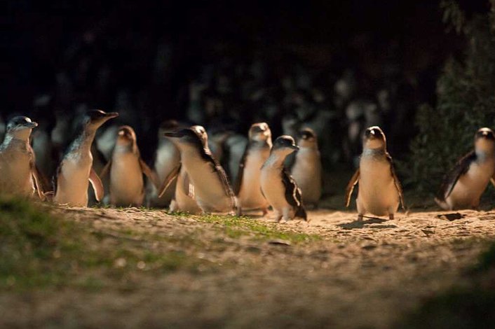 Penguin Parade