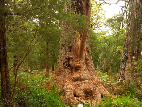 Giant Trees