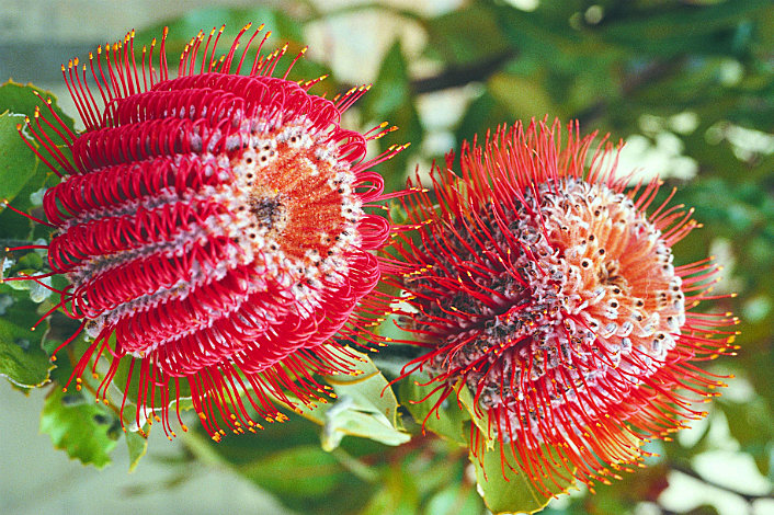 Scarlett Banksia (credit Tourism WA)