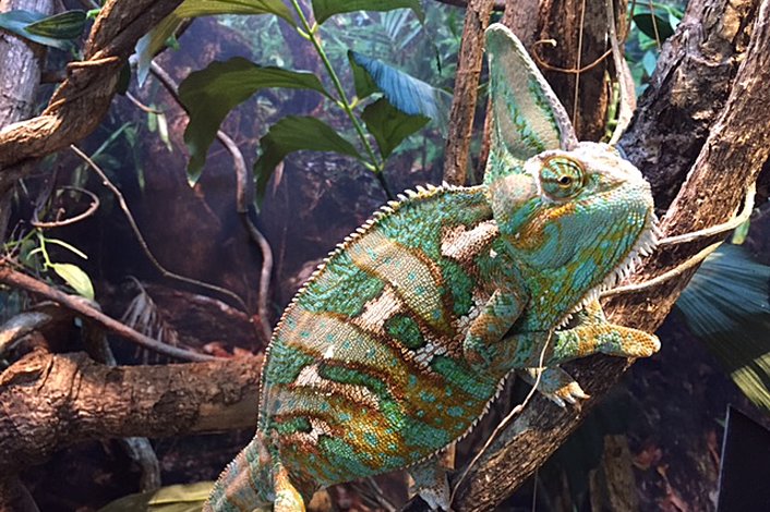 Veiled Chameleon