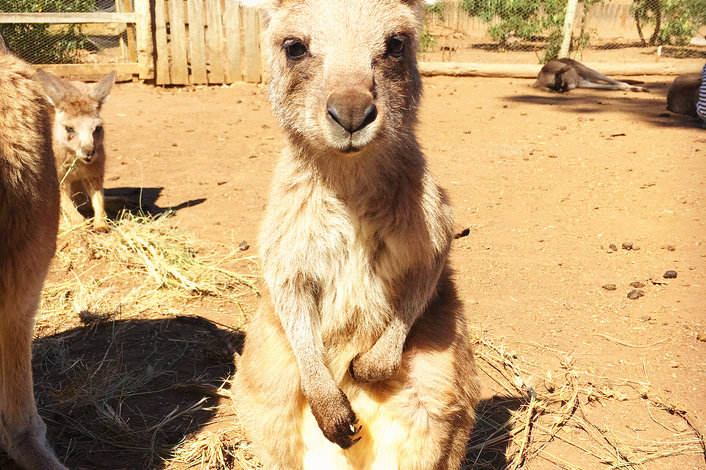 Wallabies at Bonorong Wildlife Sanctuary