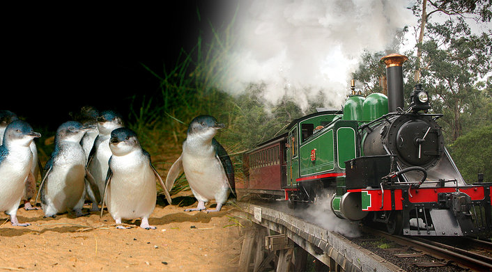 puffing billy moonlit sanctuary & penguins day tour