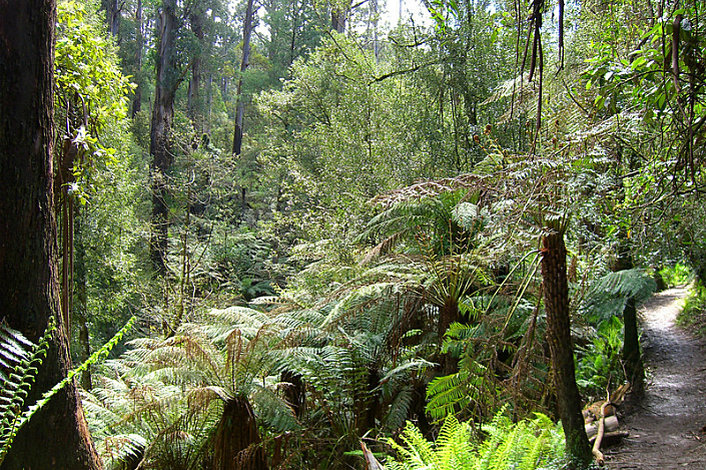 Tree Fern Forest