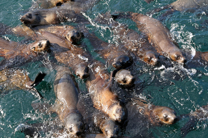 Thousands of Fur Seals