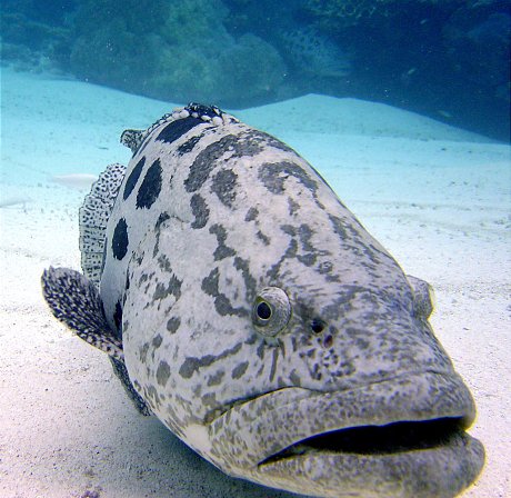 Giant Potato Cod