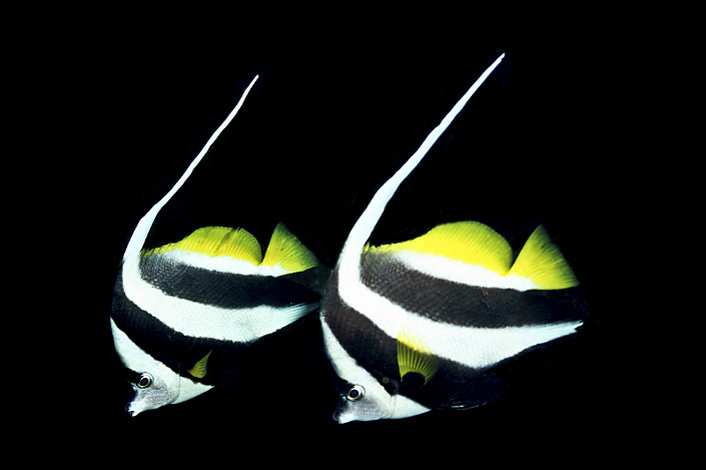 Angel Fish at night