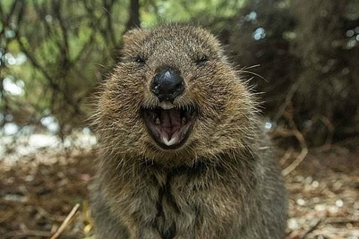 Smiling Quokka