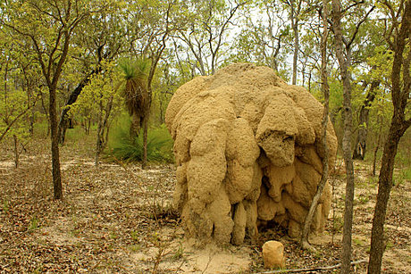 Huge savannah Termite Mounds