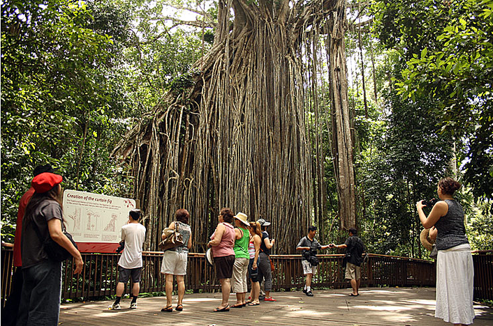 Curtain Fig Tree