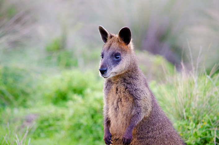 Phillip Island has an abundance of Australian wildlife