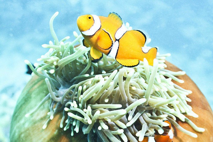 Anenome Fish - Nemo!