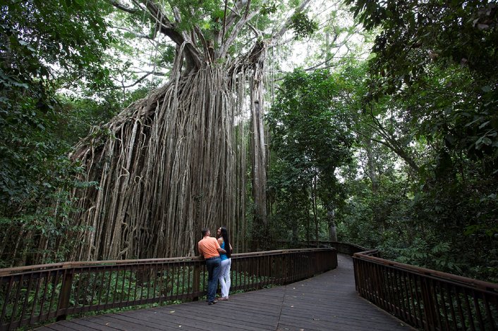 Curtain Fig Tree