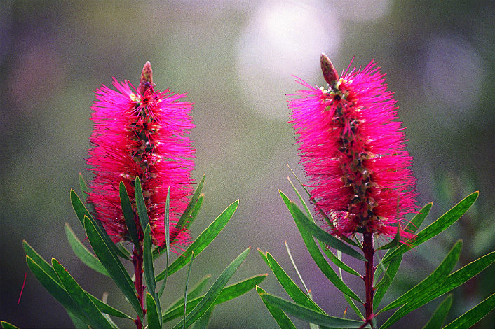 Albany Bottlebrush (credit Tourism WA)